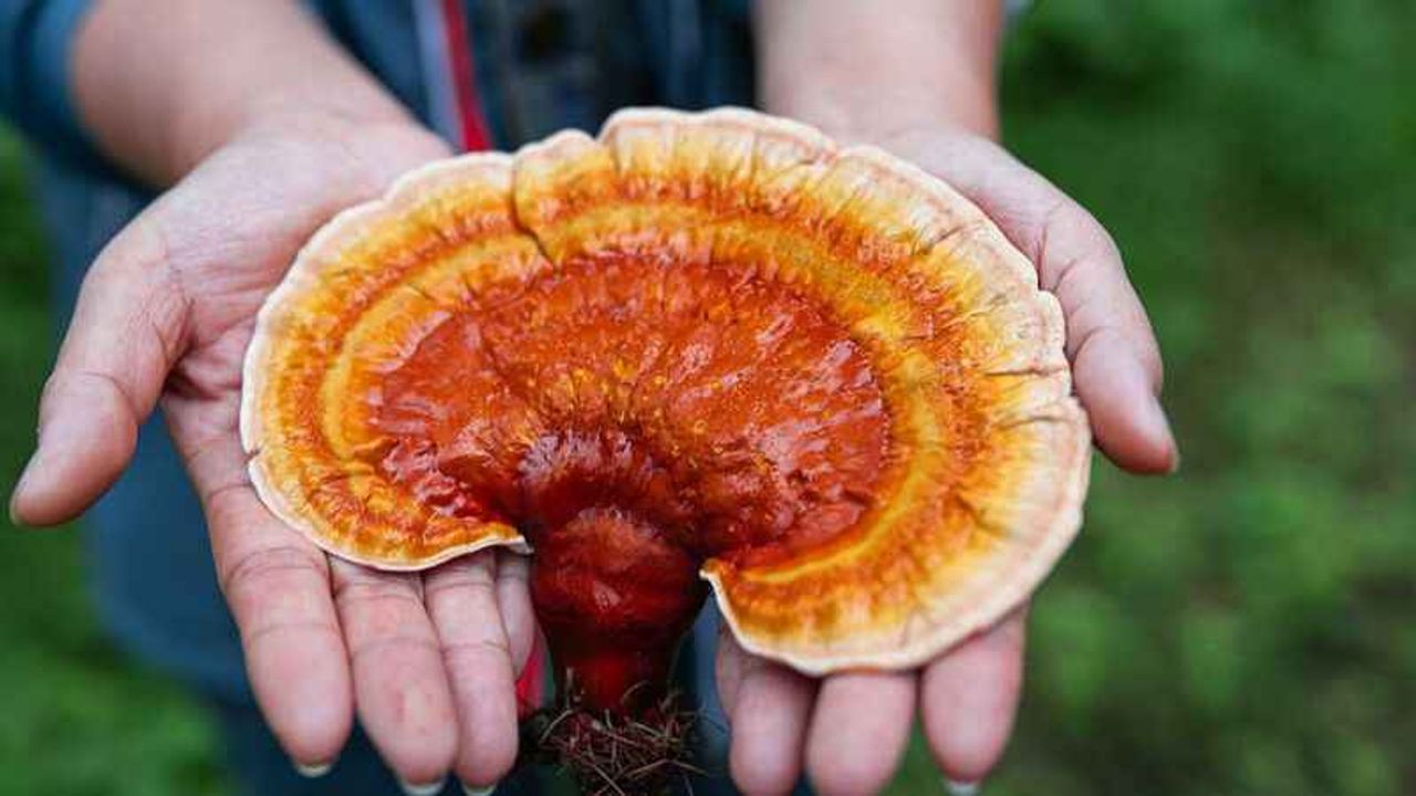 Kırmızı reishi mantarı nasıl kullanılır, faydaları nelerdir? 