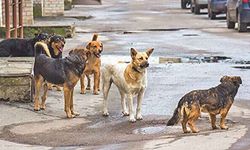 Ağrı'da sahipsiz köpek saldırısı: 1 yaralı