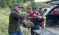 Kütahya'da yaralı bulunan ayı yavrusu tedavi altına alındı