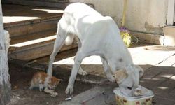 Akkız 'Sarıkız'ı sahiplendi..Köpek, kedi yavrusuna annelik yapıyor