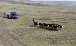 Kars'ta kaybolan büyükbaş hayvanlar jandarma tarafından bulundu!