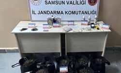 Samsun'da evinde saksılarla kenevir yetiştiren şahıs yakalandı!