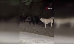 Kastamonu'da, ilçeye inmek isteyen ayıyı köpekler uzaklaştırmaya çalıştı