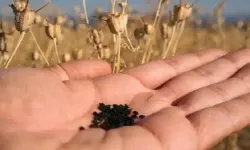 Şeker Hastalığı İçin Çörek Otu Nasıl Kullanılır?