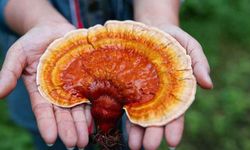 Kırmızı reishi mantarı nasıl kullanılır, faydaları nelerdir? 