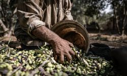 Türkiye, Cumhuriyet tarihinin en yüksek zeytin rekoltesine ulaştı