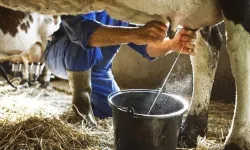 Süt üreticisi zarar etmeye devam ediyor! 1 litre çiğ süt üretim maliyeti arttı