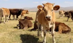 Canlı hayvan fiyatlarında şok: 8 hafta sonra ilk kez zam yok! Güncel inek, dana ve buzağı fiyatları