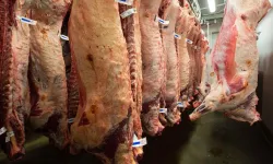 Kuzu kesim fiyatları 15 TL düştü! Dana kesim fiyatı da değişti