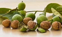 Ceviz kabuğu saça nasıl uygulanır? Faydaları, tarifleri ve püf noktaları
