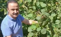 MHP’li vekil duyurdu: Fındık fiyatı 300 TL’yi aşacak