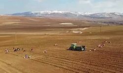 Tarımda yeni dönem: Atıl araziler kiraya verilecek ve üretime açılacak