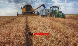 Buğday, arpa ve mısır fiyatları şaşırttı! TMO’nun indirimi işe yaramadı
