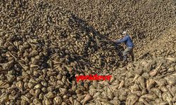 Çiftçi kazandı! Türkşeker pancar fiyatını yükseltti