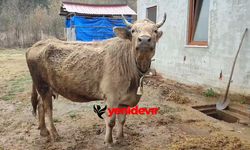 Şap hastalığı Türkiye hayvancılığını vurdu: Hayvan ve süt fiyatları uçuşta!