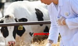 Tarımsal girdiler sabit: Et fiyatlarında gözle görülür fiyat düşüşü var