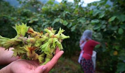 Karadeniz'de fındık hasadı başladı