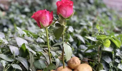 Patatesin içine gül sapı koyarsanız ne olur? İşte, mucizevi buluş