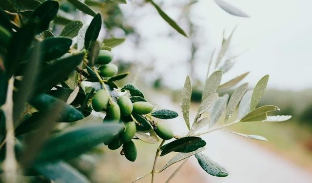 Karaciğeri onaran ve aynı zamanda kilo verdiren zeytin yaprağı çayı faydaları!