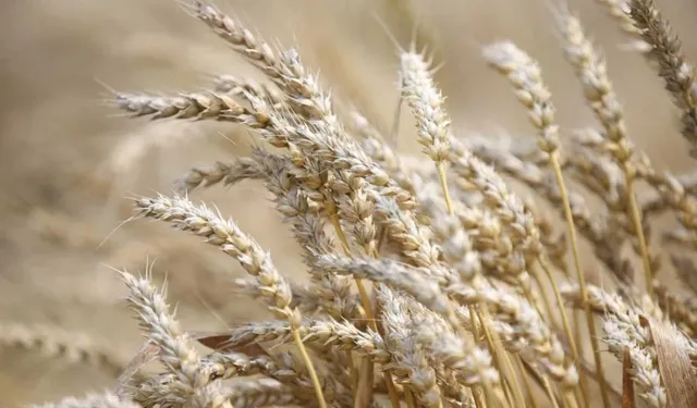 2025 buğday ve arpa fiyatları açıklandı mı? Gözler bakanlıkta!