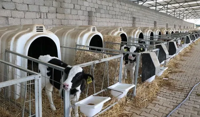Buzağı desteği ödemeleri yatacak mı? 1. dönem destekler ne zaman hesaplara geçecek?