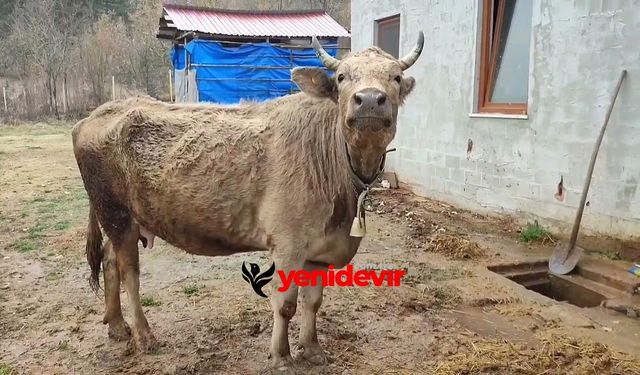 Şap hastalığı Türkiye hayvancılığını vurdu: Hayvan ve süt fiyatları uçuşta!