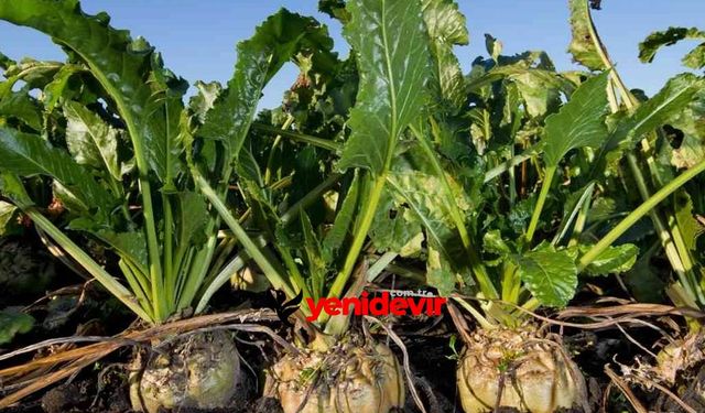 Şeker pancarı fiyatı 2 bin 975 TL olarak açıklandı: Çiftçi ne diyor?