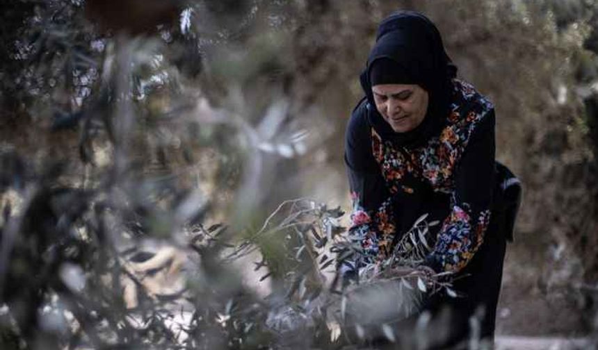 Kudüs'te zeytin hasadı-foto galeri