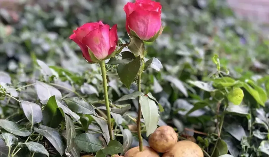 Patatesin içine gül sapı koyarsanız ne olur? İşte, mucizevi buluş