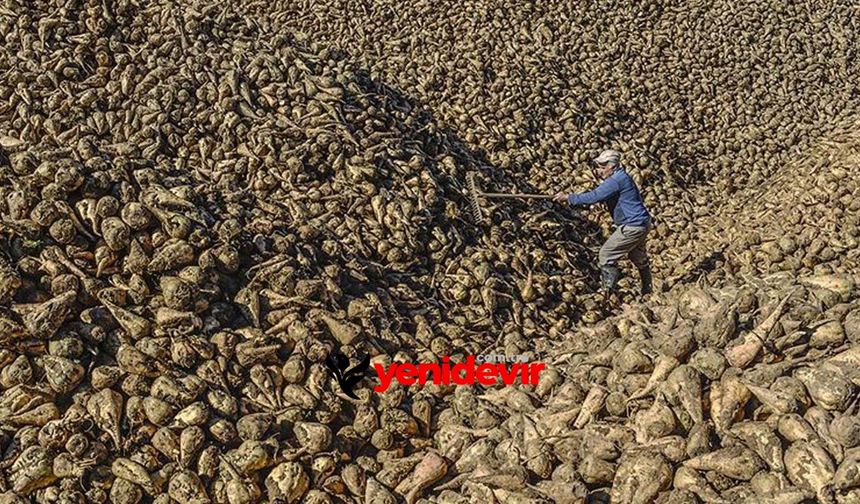 Çiftçi kazandı! Türkşeker pancar fiyatını yükseltti