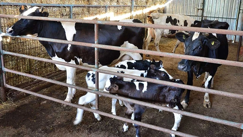Buzağı Desteği Ödemeleri Yatacak Mı 1