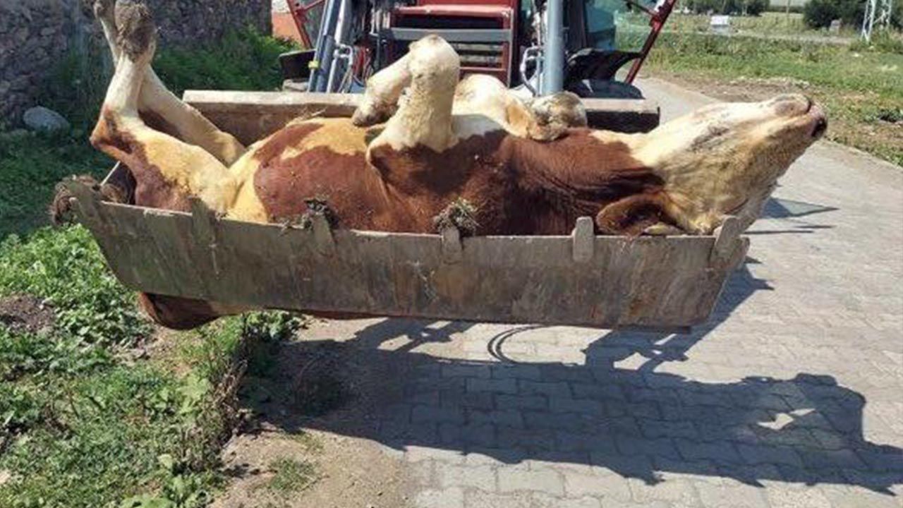 Kars Ve Ardahan’da Şap Krizi Köylü Borç Batağında, Hayvanlar Ölüyor!